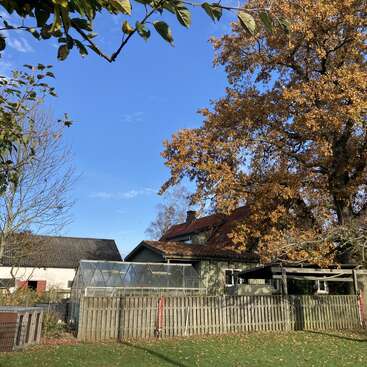 A bright autumn day with a blue sky. A house, greenhouse, and shed stand behind a wooden fence, surrounded by trees with golden-brown and green leaves.