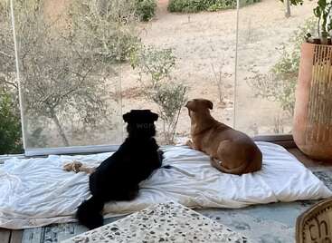 Deux chiens, l'un noir et l'autre brun, sont allongés sur une couverture blanche à l'intérieur et regardent paisiblement à l'extérieur à travers de grandes fenêtres vitrées donnant sur un paysage sec et naturel.