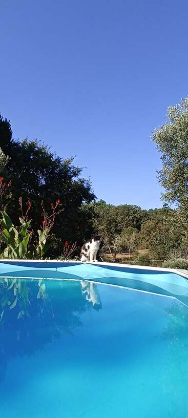 La imagen representa una serena escena de una piscina con una pequeña cascada, rodeada de exuberante vegetación, y un gato sentado en el borde, que destila una sensación de tranquilidad y relajación.