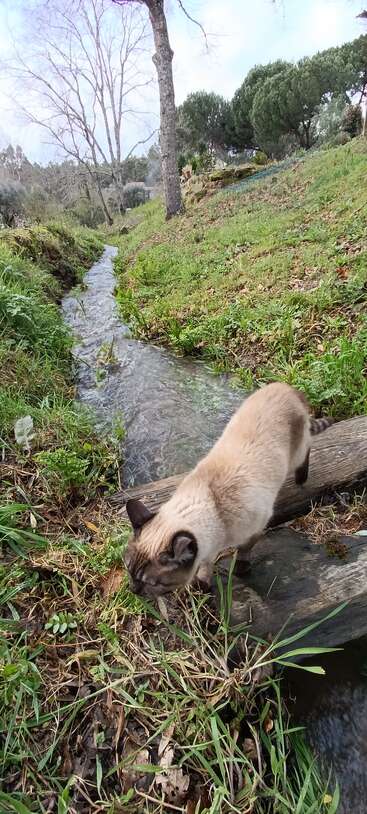 Un gato está sentado sobre una mesa, mira a la cámara con la boca abierta y parece sonreír. El gato es blanco con manchas naranjas y negras.