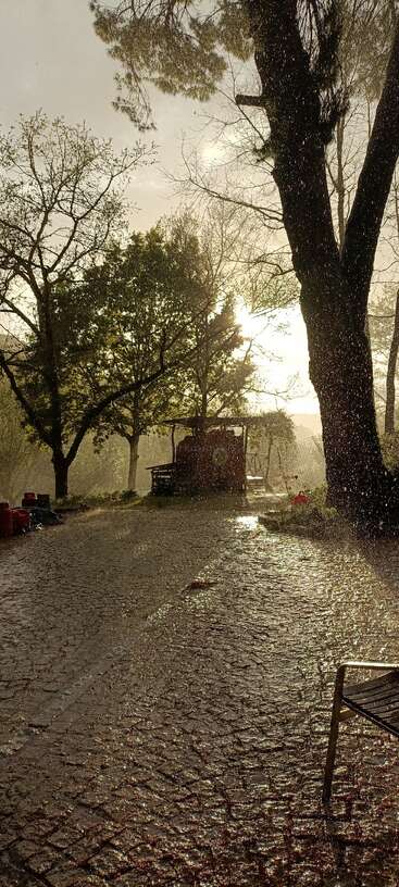 La imagen representa una escena serena de una calle arbolada con acera, con una hilera de árboles y una acera, sobre el fondo de un cielo azul despejado.