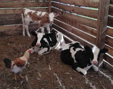 Inside a wooden pen, two black and white calves lay on the ground, while a brown calf stands beside them. A chicken walks nearby, observing curiously.