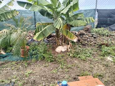 La escena del jardín muestra un platanero, una palmera en maceta, un muro de piedra, algunas plantas verdes y un gato de pelaje claro acurrucado que descansa plácidamente.