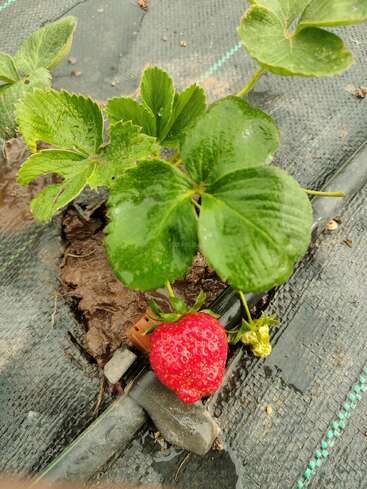 A ripe, red strawberry hangs from a green leafy plant. The strawberry grows from soil covered with a black mat, indicating a cultivated agricultural setting.