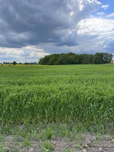 Une prairie verdoyante s'étend jusqu'à un bosquet dense. Au-dessus, de spectaculaires nuages sombres s'amassent, contrastant avec les éclaircies de ciel bleu et les rayons de soleil qui percent.