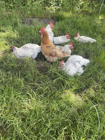 Plusieurs poules se prélassent sur l'herbe verte à l'intérieur d'un enclos. Une poule brune se distingue parmi le groupe de poules, pour la plupart blanches, qui profitent du soleil.