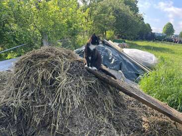 Un chat noir et blanc est assis sur un tas de foin et de paille, entouré d'arbres verts et d'herbe, avec des objets de la ferme en arrière-plan.