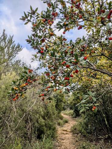 Ein schmaler Feldweg schlängelt sich durch üppig grüne Büsche. Überhängende Äste sind voller roter und gelber Früchte vor einem blauen, bewölkten Himmel.