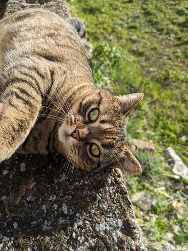Eine getigerte Katze liegt auf einer Steinfläche und schaut neugierig mit großen Augen auf. Das Sonnenlicht hebt ihr Fell hervor, während im Hintergrund eine Grasfläche zu sehen ist.