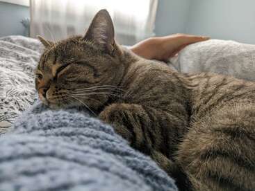 A cozy tabby cat is snuggled up on a bed, resting its head on a blanket, with a person’s hand nearby. The room looks peaceful.