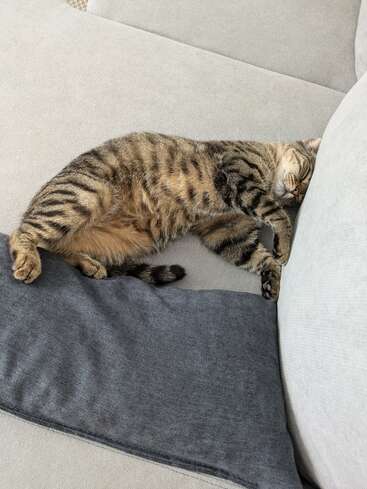 A tabby cat is sleeping comfortably on a light-colored sofa with a dark gray blanket, its face nuzzled into the couch cushions, looking peaceful and relaxed.