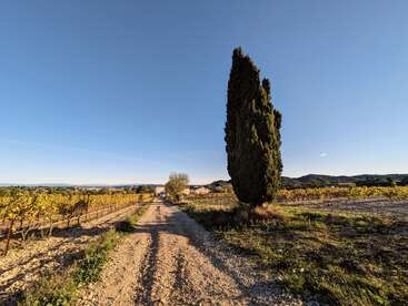 A gravel path runs through a sunny vineyard. A tall cypress tree stands beside the road. Distant hills, blue sky, and rustic tranquility complete the scene.