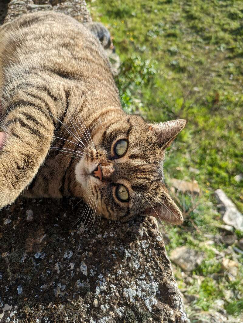 Eine getigerte Katze liegt auf einer Steinfläche und schaut neugierig mit großen Augen auf. Das Sonnenlicht hebt ihr Fell hervor, während im Hintergrund eine Grasfläche zu sehen ist.