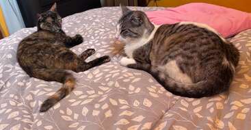 Two cats relax on a bed with a patterned gray comforter. One is a tortoiseshell, the other gray and white. A pink pillow sits nearby.