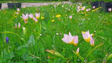 A vibrant meadow features pink and yellow wildflowers blooming among lush green grass. The background shows black planters and a stone pathway, evoking a peaceful spring scene.