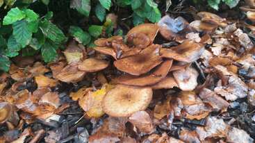 Um grupo de cogumelos marrons cresce entre as folhas caídas do outono, sob arbustos verdes. O chão está coberto de folhagem úmida e em decomposição, criando um cenário natural de floresta.