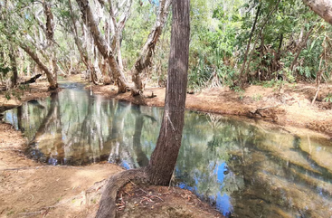 A calm, clear stream flows through a forest with leaning trees, exposed roots, and leafy green foliage reflecting beautifully on the water's serene surface. Peaceful scene.