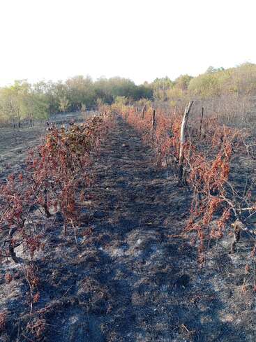 Rows of scorched, dried grapevines in a vineyard show extensive fire damage. The ground is blackened, and nearby trees are green but untouched by fire.