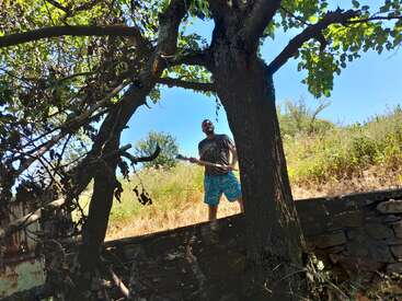 A man standing behind a large tree, holding a stick, wearing a t-shirt and blue shorts, sunlight filtering through green leaves, dry grassy hillside background.