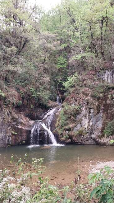 Ein kleiner Wasserfall stürzt über felsige Klippen in ein ruhiges Becken, umgeben von üppigem, grünem Wald und Wildblumen, und schafft so eine friedliche, natürliche Waldlandschaft.