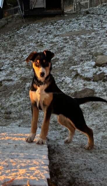 Un chien noir et brun se tient en alerte sur le sol enneigé, dans la lumière dorée du soleil, et regarde vers l'avant. Un bâtiment rustique en bois et une pente rocheuse sont visibles derrière lui.