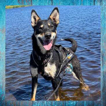 Ein fröhlicher Hund mit schwarz-braunem Fell steht im seichten Wasser, hat ein Geschirr und eine Leine an und genießt die Natur, umrahmt von einem blauen Holzrahmen.