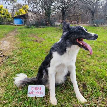 Un chien noir et blanc est assis sur l'herbe, la langue tirée, à côté d'un panneau indiquant "CHIEN MECHANT". Des arbres et un hangar à toit bleu se trouvent derrière.