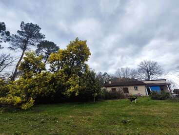 A cloudy sky looms over a house with blue windows, surrounded by green grass, yellow-flowered bushes, tall trees, and a black-and-white dog in the yard.