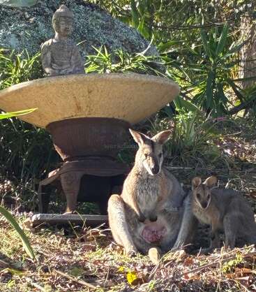 Un kangourou avec un petit dans sa poche est assis à côté d'un autre jeune kangourou sous un bain d'oiseaux rustique avec une statue de Bouddha, entouré de verdure.