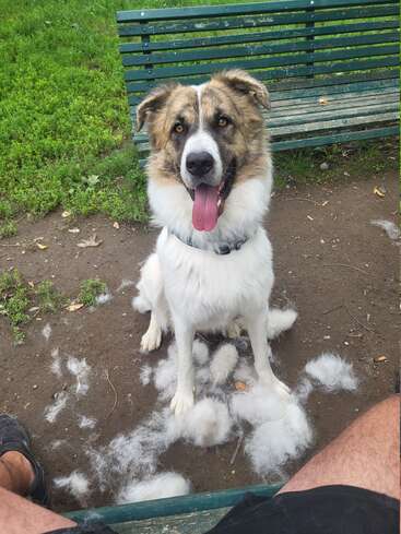 Um cão feliz e fofo senta-se no chão, perto da grama verde e de um banco de praça, cercado por tufos de seu próprio pelo recém-cortado após a limpeza.