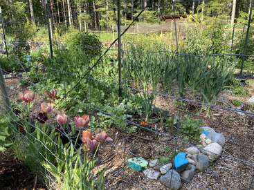 Se muestra un vibrante jardín con plantas de hoja verde, tulipanes rosas en flor, bordes de piedra, alambradas y árboles al fondo en un día soleado.