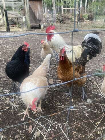 Un grupo de gallinas y un gallo permanecen detrás de una alambrada en un recinto exterior lleno de tierra, cerca de un gallinero de madera y algo de paja esparcida.