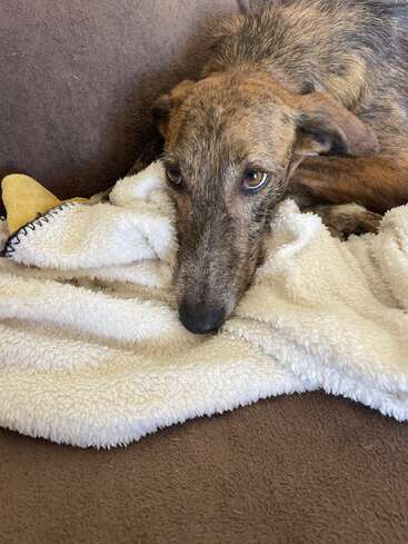 Un chien brun bringé est allongé sur un canapé, la tête posée sur une couverture blanche moelleuse, le regardant avec des yeux doux et expressifs, l'air détendu et confortable.