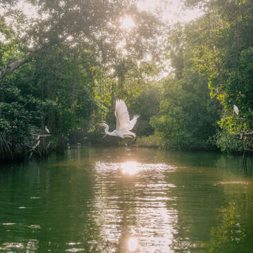 The image depicts a serene scene of a white heron taking flight over a tranquil body of water, surrounded by lush greenery and trees.