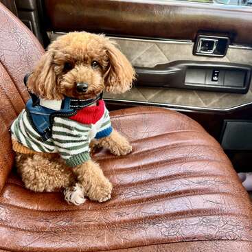 Un simpático caniche marrón con un colorido jersey a rayas está sentado en un asiento de coche de cuero marrón vintage, mirando con curiosidad a la cámara con ojos brillantes y expresivos.