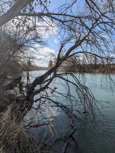 Ein blattloser Baum neigt sich über einen ruhigen Fluss unter einem strahlend blauen Himmel mit vereinzelten Wolken, umgeben von kahlen Ästen und trockenem Gras im Winter.