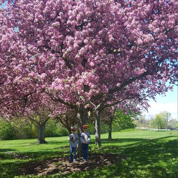 La imagen muestra a dos niños delante de un gran árbol con flores de color rosa intenso, sobre un fondo de hierba verde y un cielo azul sereno.
