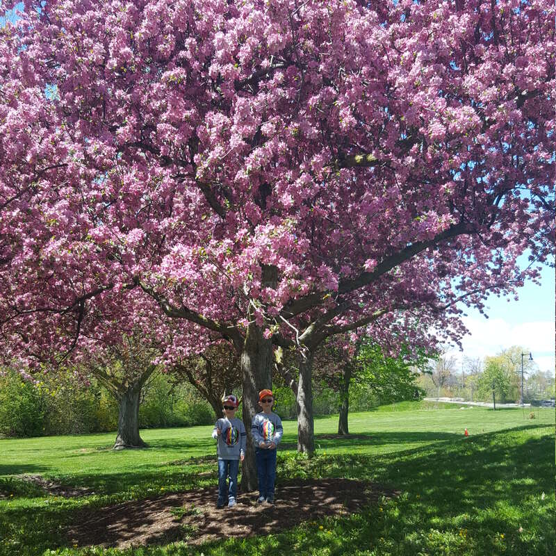 La imagen muestra a dos niños delante de un gran árbol con flores de color rosa intenso, sobre un fondo de hierba verde y un cielo azul sereno.