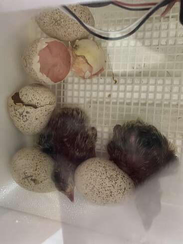 The image shows two newly hatched baby birds in an incubator with eggs, surrounded by a white plastic grid and wires. The birds are brown with fluffy feathers.