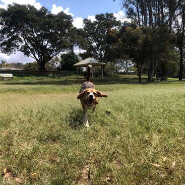 La imagen muestra a un perro corriendo por un campo cubierto de hierba, con árboles y un cenador al fondo, sobre un cielo azul con nubes blancas.