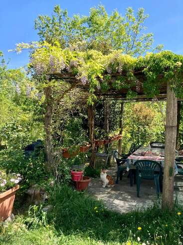 Eine friedliche Gartenszene mit einer hölzernen Pergola, die von blühenden Ranken umrankt ist, einem Tisch und Stühlen im Freien, Topfpflanzen und einer Katze, die zufrieden im Schatten sitzt.