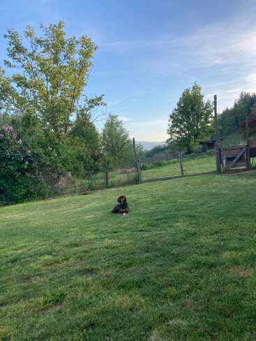 Ein schwarz-brauner Hund liegt auf einer großen grünen Wiese. Bäume, ein umzäuntes Gelände und der blaue Himmel bilden im Hintergrund eine friedliche ländliche Szenerie.