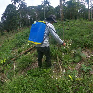 Uma pessoa usando botas e um chapéu grande usa um pulverizador de mochila azul e amarelo para tratar as plantas em uma área de floresta tropical verdejante.