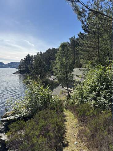 Un estrecho sendero serpentea entre frondosos arbustos y árboles junto a la tranquila orilla de un lago, bajo un cielo azul y despejado, rodeado de una apacible belleza natural.