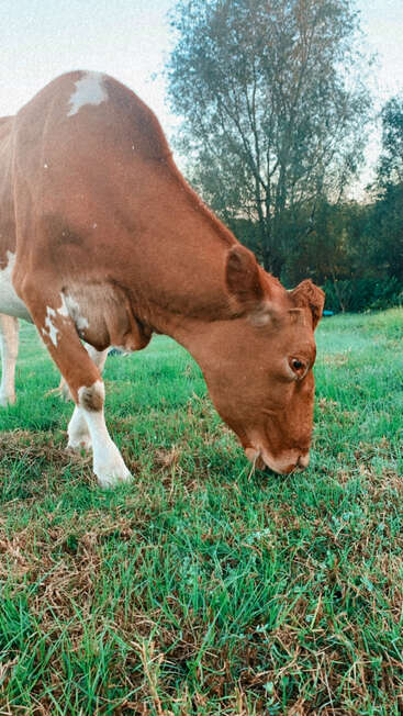 A imagem mostra uma vaca marrom e branca pastando em um campo gramado exuberante, com árvores visíveis ao fundo sob um céu claro.