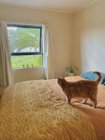 A imagem mostra um quarto sereno com uma grande janela, com um gato em pé na cama, adornado com um edredom pêssego e um travesseiro azul, cercado por uma paisagem verde exuberante do lado de fora.