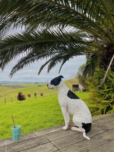 A imagem mostra uma cena serena de um cachorro preto e branco sentado em um deck de madeira, olhando para um campo verdejante com vacas pastando à distância.