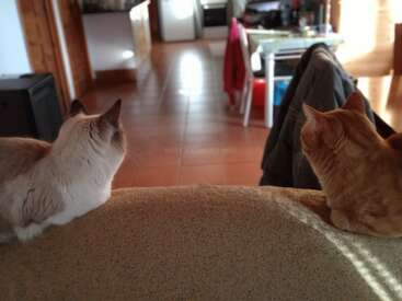Deux chats se prélassent sur le dossier d'un canapé beige, le regard tourné vers une pièce baignée de soleil, avec un sol carrelé, une table, des chaises et une ambiance chaleureuse et accueillante.