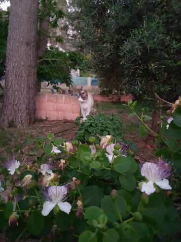 Un chat blanc et gris se tient debout, l'air vigilant, dans un jardin luxuriant, entouré de plantes en fleurs, de feuillage vert et de grands arbres, avec des briques rosées visibles en arrière-plan.