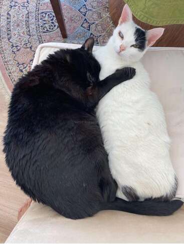 Un gato negro y otro blanco se abrazan estrechamente en una silla, creando un contraste enternecedor y adorable, con una alfombra estampada bajo ellos.